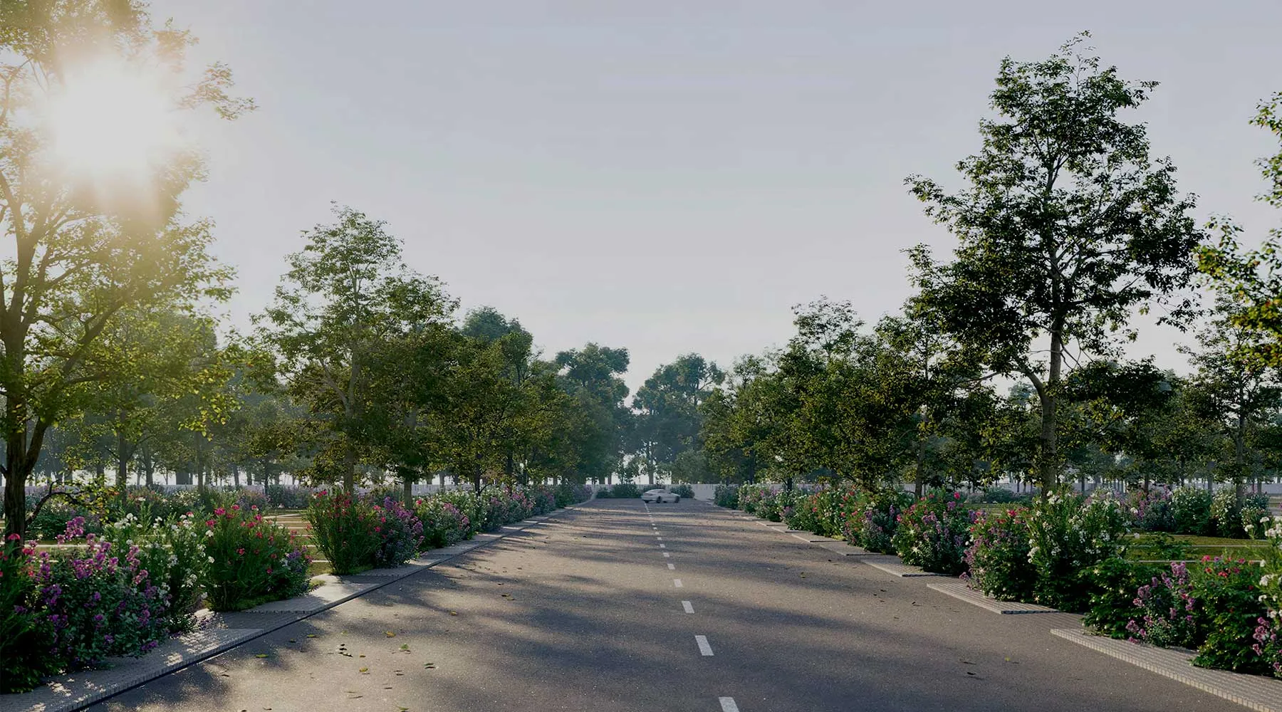 Forest In My Backyard